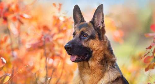 german_shepherd_temperament_long